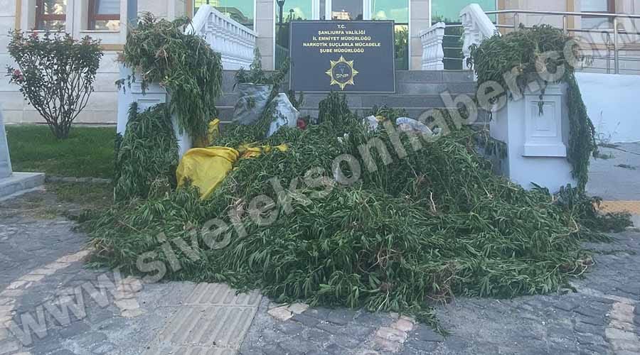 Siverek kırsalında 2 bin 375 kök hint keneviri ele geçirildi