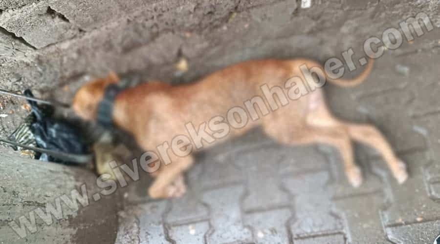 Köpeğin saldırdığı vatandaş yaralandı