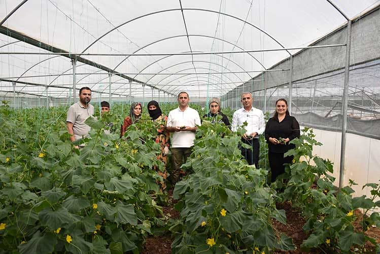 Siverek’teki seralarda hasat başladı