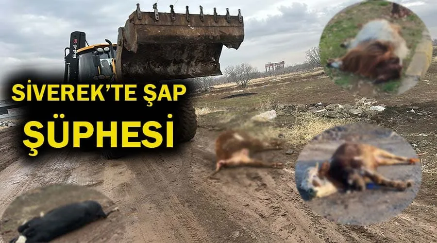 Siverek’te hayvanlarda şap hastalığı şüphesi!
