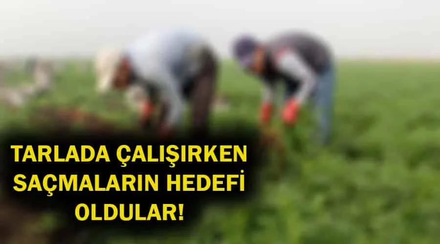 Tarlada çalışırken saçmaların hedefi oldular