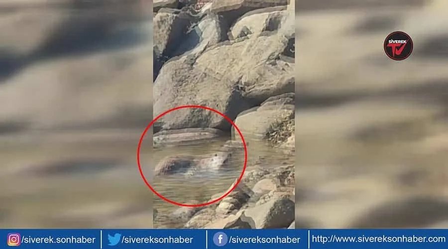 Siverek kırsalında su samuru görüldü