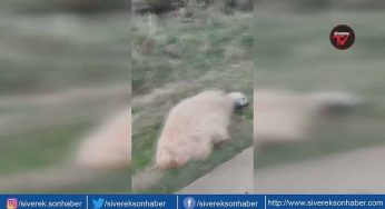 Otomobil koyun sürüsüne daldı!