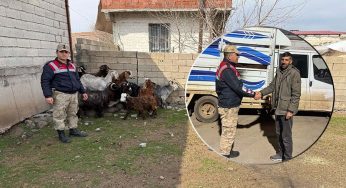 Siverek’te hayvan hırsızlığı olayında 7 şüpheli yakalandı!