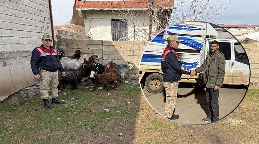 Siverek’te hayvan hırsızlığı olayında 7 şüpheli yakalandı!