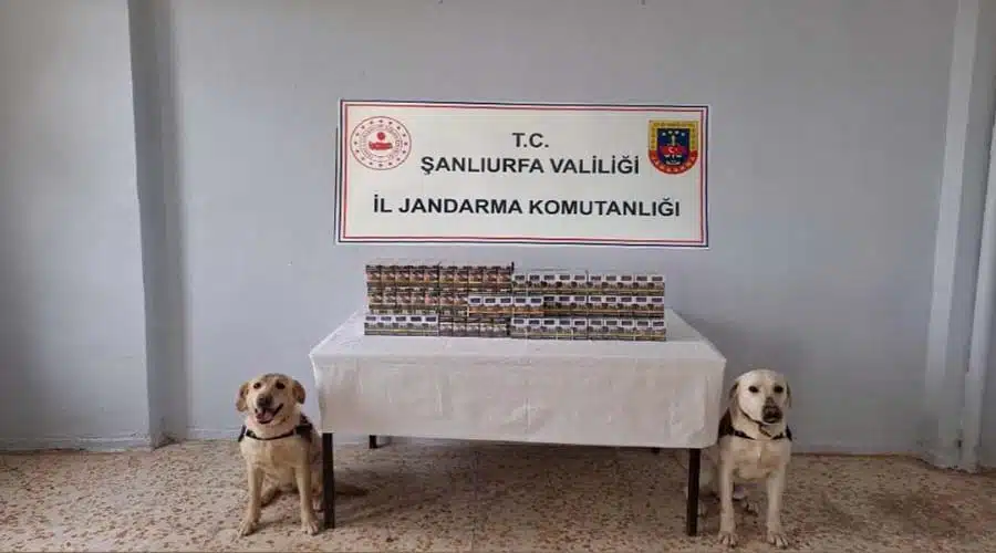 Yüzlerce paket kaçak sigara ele geçirildi