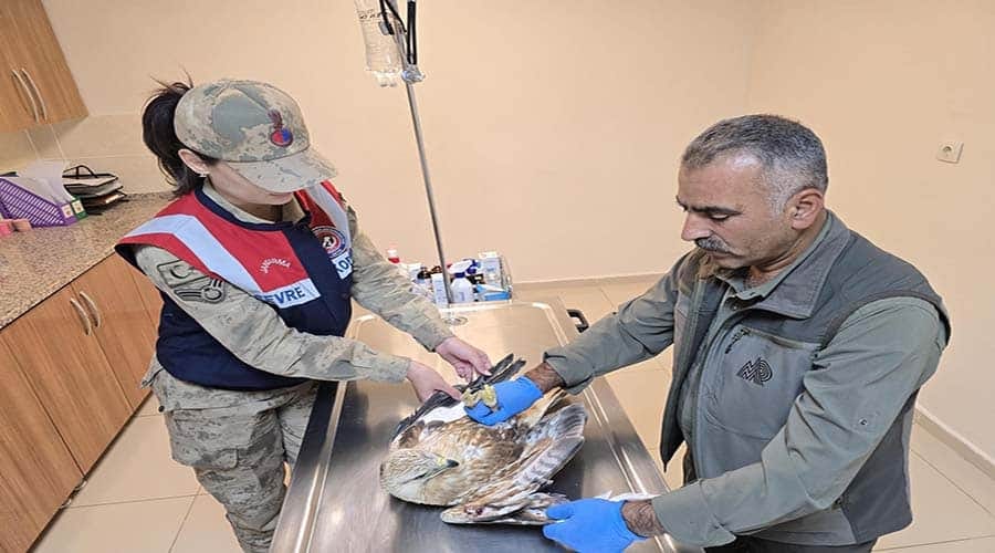 Yaralı bulunan kartal tedaviye alındı