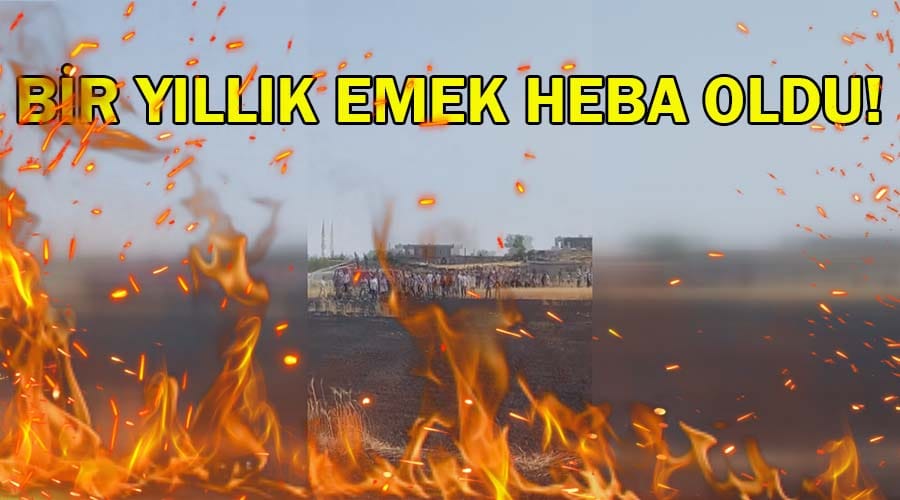 Buğday ekili alan bir kıvılcımla küle döndü!