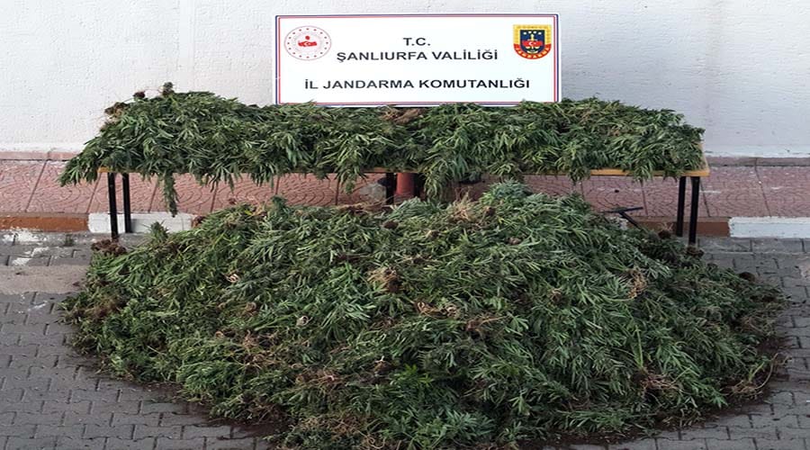 Uyuşturucu operasyonunda 9 şüpheli yakalandı!