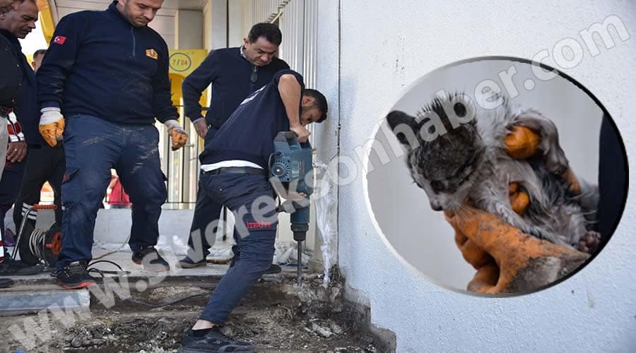 Su tahliye borusuna sıkışan yavru kedi kurtarıldı!