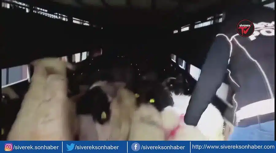 Koyunların karnında uyuşturucu bulundu!