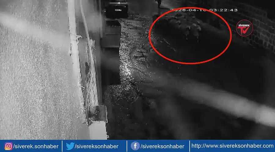 Siverek’te koyun hırsızlığı kameraya yansıdı