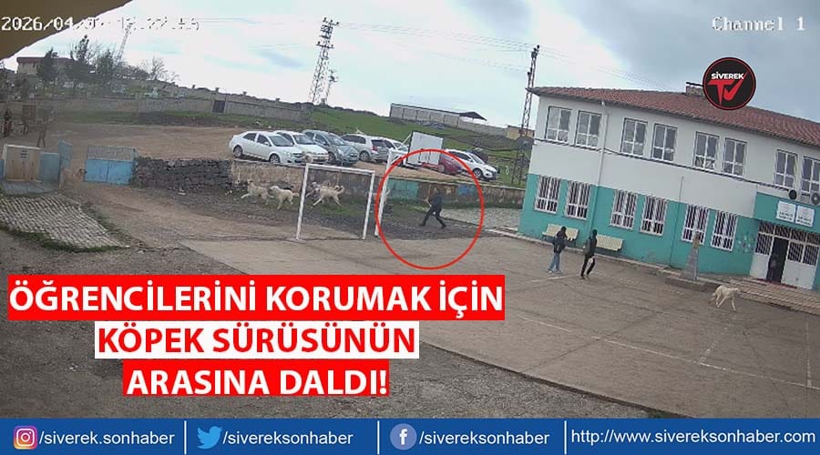 Öğrencilerini korumak için köpeklerin kavgasına müdahale etti