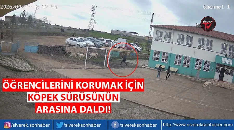 Öğrencilerini korumak için köpeklerin kavgasına müdahale etti