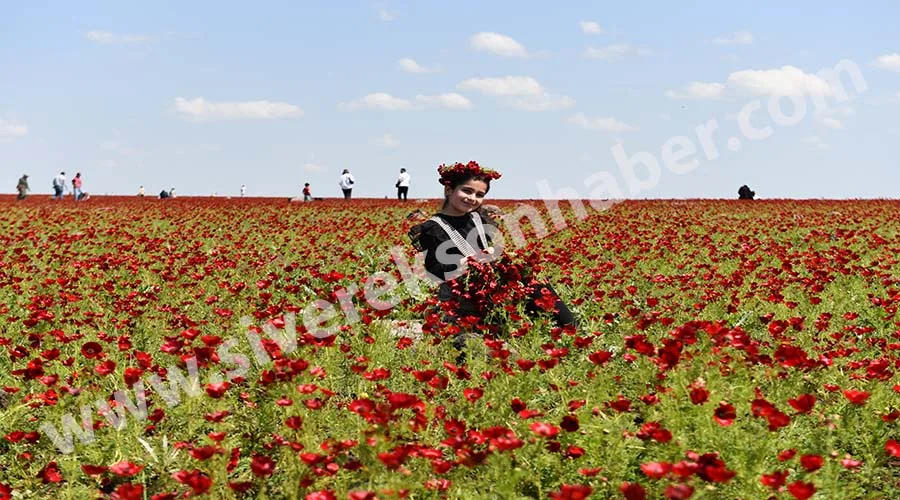 Siverek’te baharın gelişiyle tarlalar kırmızıya büründü